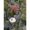 Blasenspiere FloraSelf Physocarpus Opulifolius "Diabolo"® H 80-100 Cm Co 10 L -Hornbach Gartenmarkt DV 8 10189118 01 4c DE 20191020030354