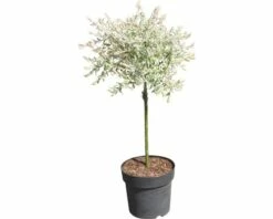 Weißbunte Weide FloraSelf Salix Integra "Hakuro Nishiki" Halbstamm 40 Cm H 60-100 Cm Co 6 L