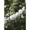 Weiße Rispenspiere FloraSelf Spiraea Cinerea "Grefsheim" H 80-100 Cm Co 10 L -Hornbach Gartenmarkt DV 8 10189123 01 4c DE 20191020030237