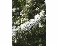 Weiße Rispenspiere FloraSelf Spiraea Cinerea "Grefsheim" H 80-100 Cm Co 10 L