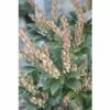 Schattenglöckchen FloraSelf Pieris Japonica "Cupido" H 40-50 Cm Co 6 L -Hornbach Gartenmarkt DV 8 10189126 01 4c DE 20191020030604
