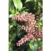 Schattenglöckchen FloraSelf Pieris Japonica "Passion"® H 40-50 Cm Co 6 L -Hornbach Gartenmarkt DV 8 10189132 01 4c DE 20191019211657