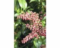 Schattenglöckchen FloraSelf Pieris Japonica "Passion"® H 40-50 Cm Co 6 L