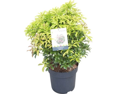 Schattenglöckchen FloraSelf Pieris Japonica "Passion"® H 40-50 Cm Co 6 L 4 Schattenglöckchen FloraSelf Pieris Japonica "Passion"® H 40-50 Cm Co 6 L – Bild 2