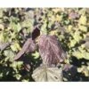 Korkenzieher-Hasel FloraSelf Corylus Avellana "Red Majestic"® H 100-125 Cm Co 18 L -Hornbach Gartenmarkt DV 8 10189134 02 4c DE 20191021194726