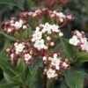 Mittelmeer - Schneeball FloraSelf Viburnum Tinus H 50-60 Cm Co 10 L 2 Mittelmeer - Schneeball FloraSelf Viburnum Tinus H 50-60 Cm Co 10 L -Hornbach Gartenmarkt DV 8 10189139 01 4c DE 20191019211657