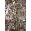 Korkflügelstrauch FloraSelf Euonymus Alatus H 80-100 Cm Co 15 L 2 Korkflügelstrauch FloraSelf Euonymus Alatus H 80-100 Cm Co 15 L -Hornbach Gartenmarkt DV 8 10189143 02 4c DE 20191019211657