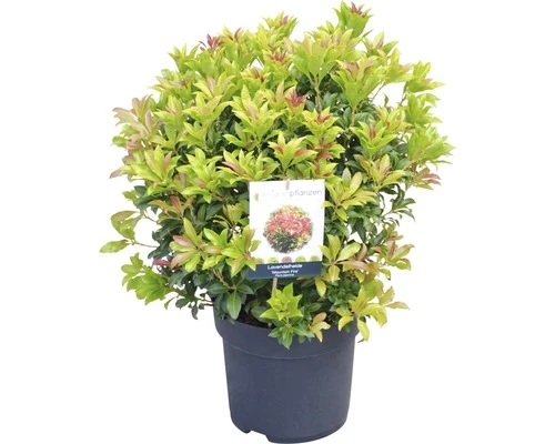 Schattenglöckchen FloraSelf Pieris Japonica "Mountain Fire" H 40-50 Cm Co 6 L 3 Schattenglöckchen FloraSelf Pieris Japonica "Mountain Fire" H 40-50 Cm Co 6 L