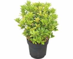 Schattenglöckchen FloraSelf Pieris Japonica "Mountain Fire" H 40-50 Cm Co 6 L 6 Schattenglöckchen FloraSelf Pieris Japonica "Mountain Fire" H 40-50 Cm Co 6 L -Hornbach Gartenmarkt DV 8 10189145 02 4c DE 20221109145222