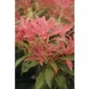 Schattenglöckchen FloraSelf Pieris Japonica "Forest Flame" H 40-50 Cm Co 6 L -Hornbach Gartenmarkt DV 8 10189146 01 4c DE 20200401095107