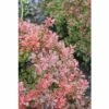 Zwergberberitze FloraSelf Berberis Thunbergii "Admiration"® H 40-50 Cm Co 15 L