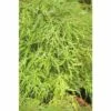 Grüner Schlitzahorn FloraSelf Acer Palmatum 'Dissectum Viridis' H 80-100 Cm Co 10 L -Hornbach Gartenmarkt DV 8 10189151 01 4c DE 20191019211657