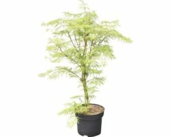 Grüner Schlitzahorn FloraSelf Acer Palmatum 'Dissectum Viridis' H 80-100 Cm Co 10 L -Hornbach Gartenmarkt DV 8 10189151 02 4c DE 20191022140814