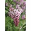 Flieder FloraSelf Syringa Villosa 'Miss Canada' H 60-80 Cm Co 10 L -Hornbach Gartenmarkt DV 8 10189155 01 4c DE 20191019211657