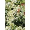 Schattenglöckchen FloraSelf Pieris Japonica 'Debutante' H 50-60 Cm Co 15 L -Hornbach Gartenmarkt DV 8 10189159 01 4c DE 20191019211657