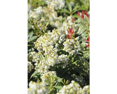 Schattenglöckchen FloraSelf Pieris Japonica 'Debutante' H 50-60 Cm Co 15 L 3 Schattenglöckchen FloraSelf Pieris Japonica 'Debutante' H 50-60 Cm Co 15 L