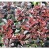 Berberitze FloraSelf Berberis Thunbergii 'Concorde' H 50-60 Cm Co 15 L