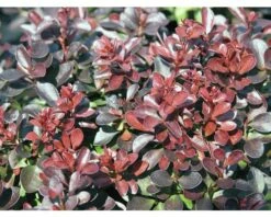 Berberitze FloraSelf Berberis Thunbergii 'Concorde' H 50-60 Cm Co 15 L