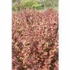 Berberitze FloraSelf Berberis Thunbergii 'Orange Rocket'® H 50-60 Cm Co 18 L -Hornbach Gartenmarkt DV 8 10189164 01 4c DE 20191019211657