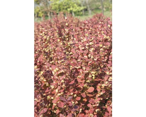 Berberitze FloraSelf Berberis Thunbergii 'Orange Rocket'® H 50-60 Cm Co 18 L 3 Berberitze FloraSelf Berberis Thunbergii 'Orange Rocket'® H 50-60 Cm Co 18 L