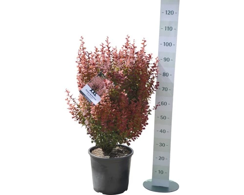 Berberitze FloraSelf Berberis Thunbergii 'Orange Rocket'® H 50-60 Cm Co 18 L 4 Berberitze FloraSelf Berberis Thunbergii 'Orange Rocket'® H 50-60 Cm Co 18 L – Bild 2