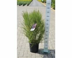 Edelginster FloraSelf Cytisus Scoparius 'Boskoop Ruby' H 100-125 Cm Co 15 L -Hornbach Gartenmarkt DV 8 10189166 01 4c DE 20191022094656