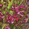 Edelginster FloraSelf Cytisus Scoparius 'Boskoop Ruby' H 100-125 Cm Co 15 L -Hornbach Gartenmarkt DV 8 10189166 02 4c DE 20191021195137