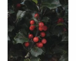 Stechpalme FloraSelf Ilex Meserveae 'Blue Holly' H 50-60 Cm Co 18 L