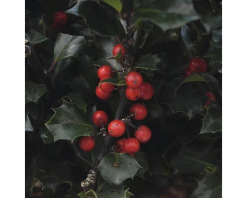 Stechpalme FloraSelf Ilex Meserveae 'Blue Holly' H 50-60 Cm Co 18 L 3 Stechpalme FloraSelf Ilex Meserveae 'Blue Holly' H 50-60 Cm Co 18 L