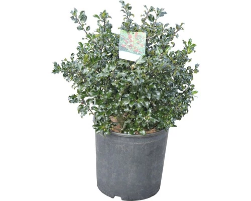 Stechpalme FloraSelf Ilex Meserveae 'Blue Holly' H 50-60 Cm Co 18 L 4 Stechpalme FloraSelf Ilex Meserveae 'Blue Holly' H 50-60 Cm Co 18 L – Bild 2