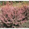 Berberitze FloraSelf Berberis Thunbergii 'Harlequin' H 50-60 Cm Co 15 L 2 Berberitze FloraSelf Berberis Thunbergii 'Harlequin' H 50-60 Cm Co 15 L -Hornbach Gartenmarkt DV 8 10189178 01 4c DE 20191019212524