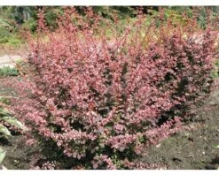 Berberitze FloraSelf Berberis Thunbergii 'Harlequin' H 50-60 Cm Co 15 L