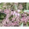 Japanische Lavendelheide FloraSelf Pieris Japonica 'Ralto Rose' H 40-50 Cm Co 6 L -Hornbach Gartenmarkt DV 8 10189181 02 4c DE 20191020003545