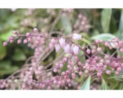 Japanische Lavendelheide FloraSelf Pieris Japonica 'Ralto Rose' H 40-50 Cm Co 6 L