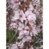Blutpflaume FloraSelf Prunus Cerasifera 'Nigra' Halbstamm 125 Cm H 150-175 Cm Co 18 L -Hornbach Gartenmarkt DV 8 10189189 01 4c DE 20191020004203