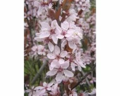 Blutpflaume FloraSelf Prunus Cerasifera 'Nigra' Halbstamm 125 Cm H 150-175 Cm Co 18 L
