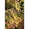 Hartriegel FloraSelf Cornus Sanguineum 'Anny's Winter Orange' H 80-100 Cm Co 10 L -Hornbach Gartenmarkt DV 8 10189200 02 4c DE 20191020005117