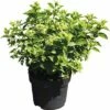 Rispenhortensie FloraSelf Hydrangea Paniculata 'Little Lime' H 60-80 Cm Co 10 L