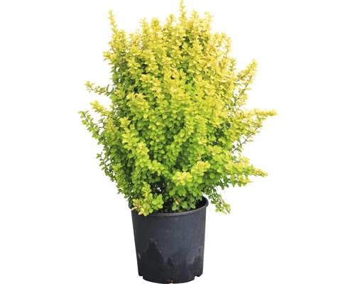 Berberitze FloraSelf Berberis Thunbergii 'Maria' H 50-60 Cm Co 15 L 4 Berberitze FloraSelf Berberis Thunbergii 'Maria' H 50-60 Cm Co 15 L – Bild 2