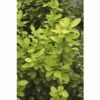 Berberitze FloraSelf Berberis Thunbergii 'Maria' H 50-60 Cm Co 15 L -Hornbach Gartenmarkt DV 8 10189203 02 4c DE 20191020005048