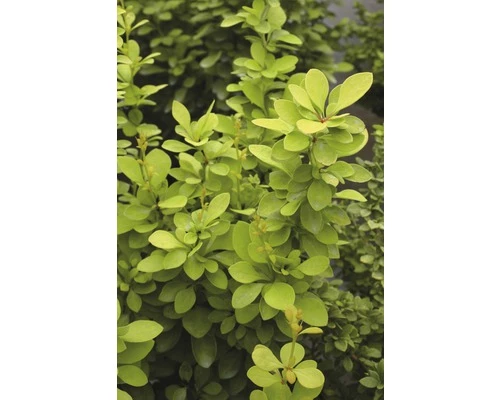 Berberitze FloraSelf Berberis Thunbergii 'Maria' H 50-60 Cm Co 15 L 3 Berberitze FloraSelf Berberis Thunbergii 'Maria' H 50-60 Cm Co 15 L