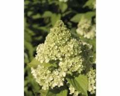 Rispenhortensie FloraSelf Hydrangea Paniculata 'Limelight' Halbstamm 125 Cm H 150-175 Cm Co 18 L