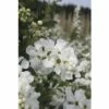 Hängende Prunkspiere FloraSelf Exochorda Macrantha 'The Bride' H 40-60 Cm Co 6 L -Hornbach Gartenmarkt DV 8 10189228 01 4c DE 20191020014551