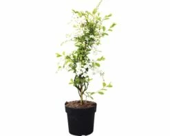 Hängende Prunkspiere FloraSelf Exochorda Macrantha 'The Bride' H 40-60 Cm Co 6 L -Hornbach Gartenmarkt DV 8 10189228 02 4c DE 20191022051658