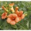 Trompetenblume Spalier FloraSelf Campsis Tagliabuana 'Indian Summer' H Ca. 80 Cm Co 6 L -Hornbach Gartenmarkt DV 8 10189229 01 4c DE 20191020014751