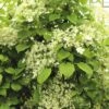 Kletter-Hortensie Spalier FloraSelf Hydrangea Petiolaris H Ca. 80 Cm Co 6 L -Hornbach Gartenmarkt DV 8 10189233 01 4c DE 20191020014951