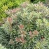 Japansiche Lavendelheide FloraSelf Pieris Japonica 'Little Heath' H 40-50 Cm Co 6 L -Hornbach Gartenmarkt DV 8 10189241 01 4c DE 20191020015527