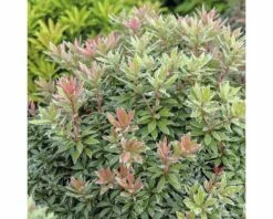 Japansiche Lavendelheide FloraSelf Pieris Japonica 'Little Heath' H 40-50 Cm Co 6 L