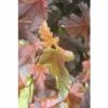 Blasenspiere FloraSelf Physocarpus Opulifolius 'Center Glow' Halbstamm 40 Cm H 60-100 Cm Co 6 L 1 Blasenspiere FloraSelf Physocarpus Opulifolius 'Center Glow' Halbstamm 40 Cm H 60-100 Cm Co 6 L -Hornbach Gartenmarkt DV 8 10189245 01 4c DE 20191020015431