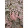 Fächerahorn FloraSelf Acer Palmatum 'Orangeola' H 80-100 Cm Co 10 L
